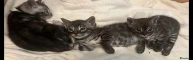 Bengal 1