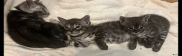 Bengal cats for sale: Rare Silver smoke Baby Bengals  in Stowmarket - Advert 36
