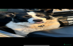 Border Collie dogs for sale: Beautiful Border Collie Puppies - Image 11