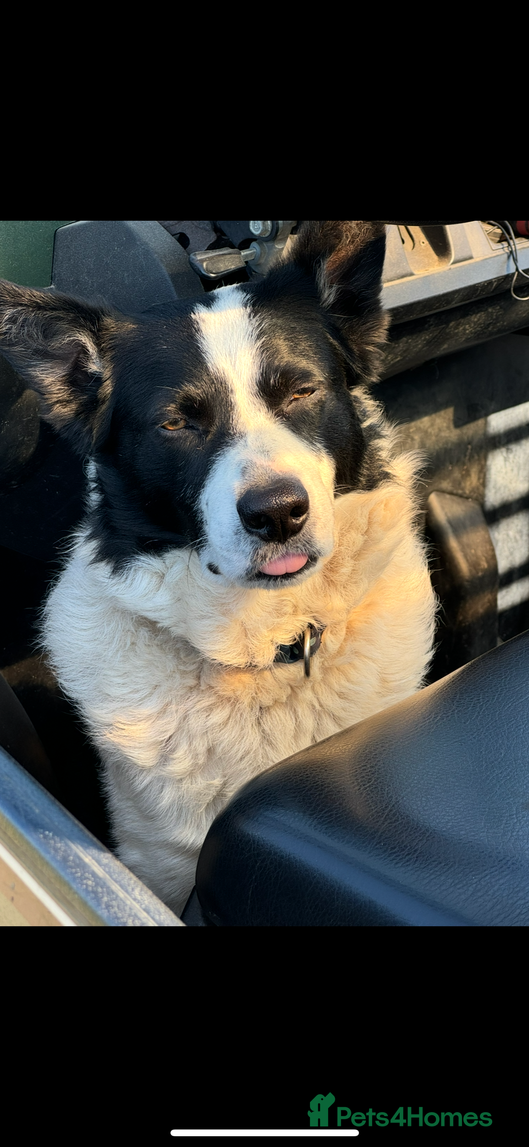 Border Collie dogs for sale: Beautiful Border Collie Puppies - Image 11
