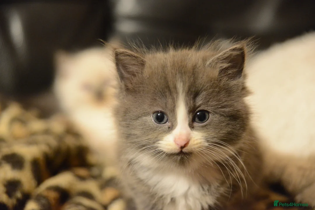 Ragdoll cats for sale: Last Boy x Ragdoll Dark grey kitten - Advert 5