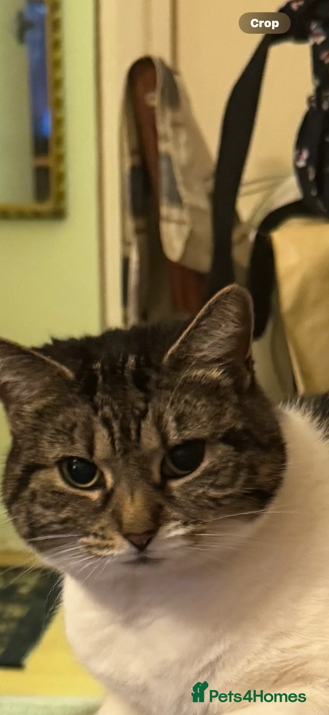 Mixed Breed cats for sale: 2 beautiful girls  - Advert 2