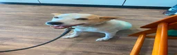 Mixed Breed dogs for adoption: Lovely Jack - Advert 2