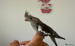 Cockatiels birds for sale: BEAUTIFUL BABY HAND REARED COCKATIEL / BIRDS  in Liverpool - Image 5