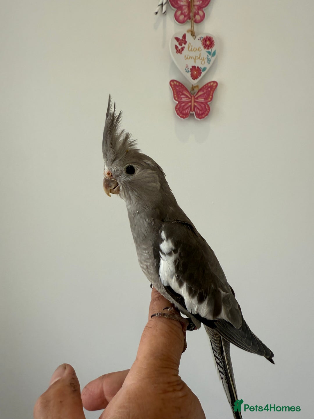 Cockatiels birds for sale: BEAUTIFUL BABY HAND REARED COCKATIEL / BIRDS  in Liverpool - Image 5