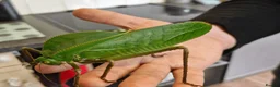 Stick Insects invertebrates for sale: Giant Hooded katydid, Jungles nymphs + stick insec in Torquay - Advert 3