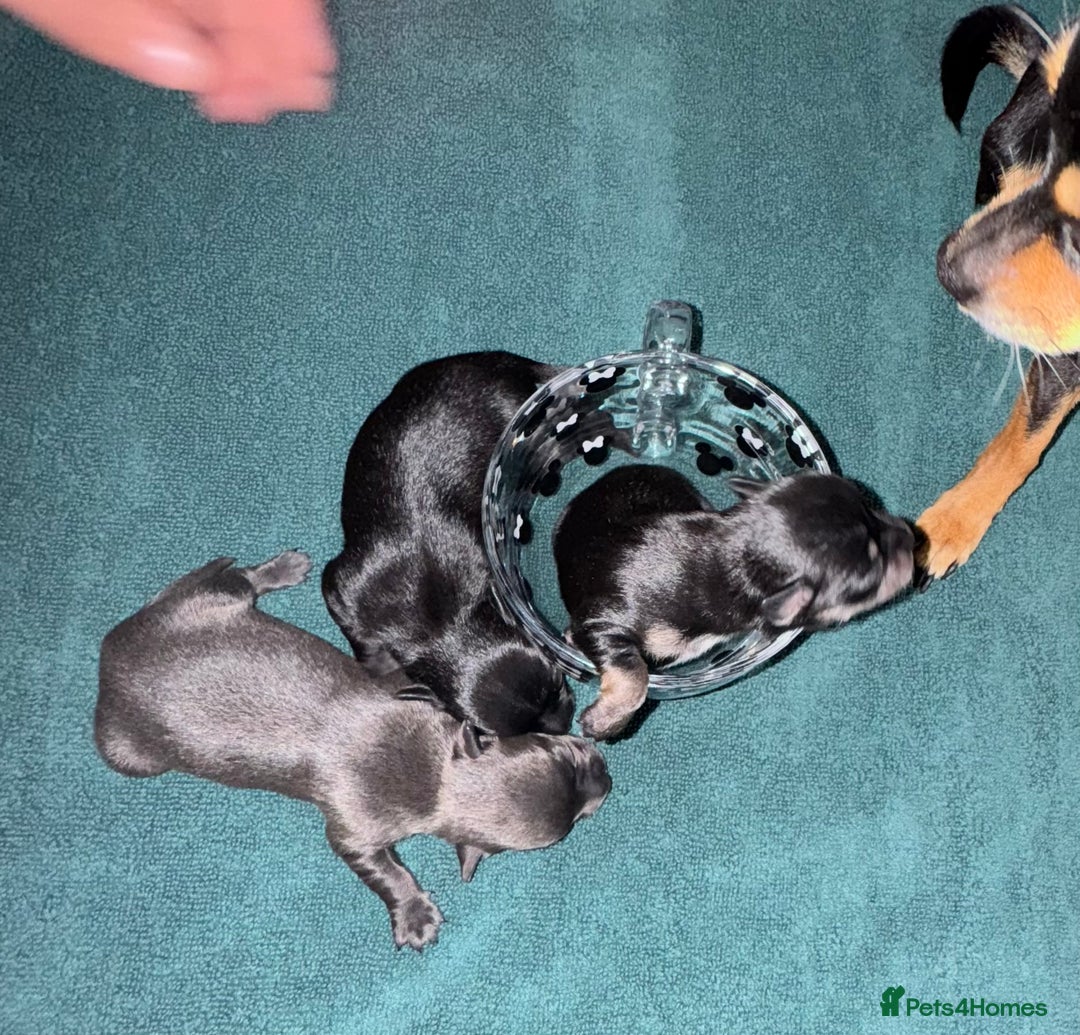 Chihuahua dogs for sale: 2 male 1 female tiny chihuahua  - Image 13