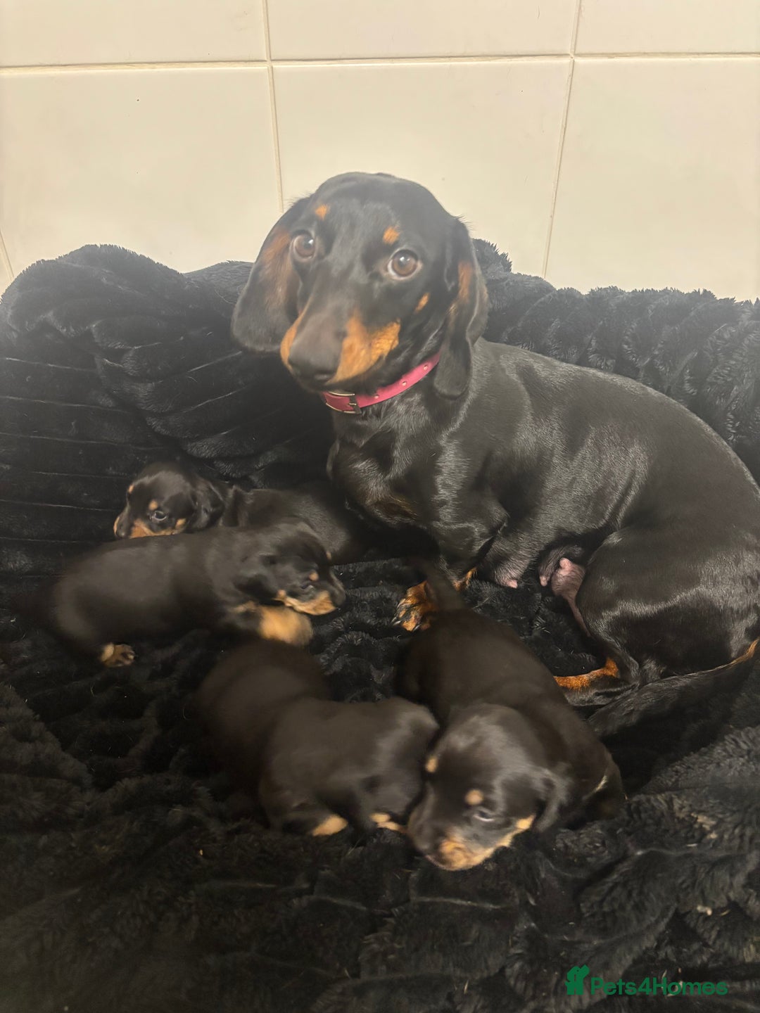 Mixed Breed dogs for sale: Dachshund X  - Advert 5