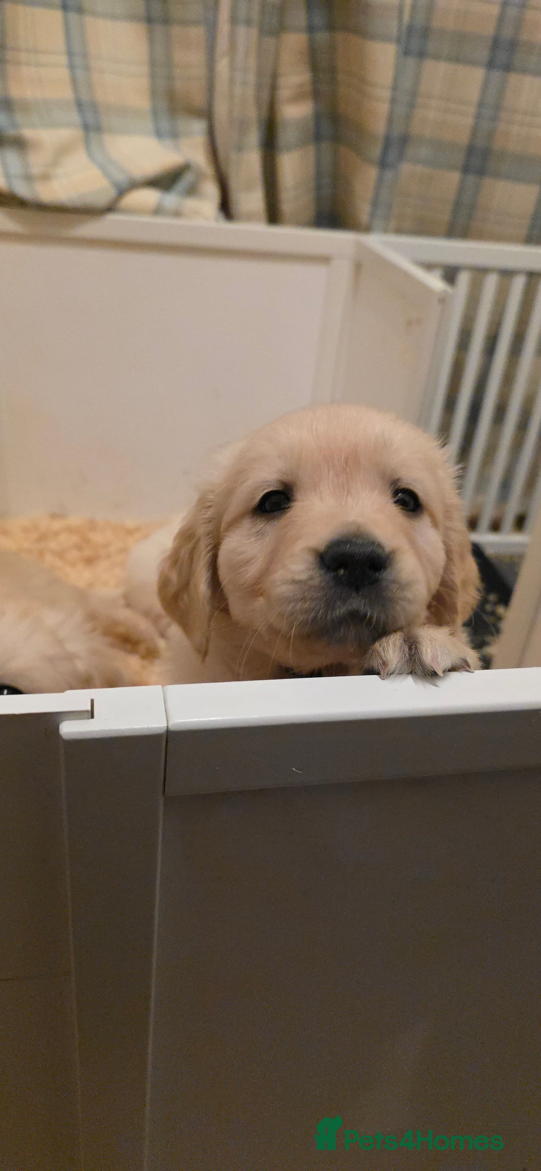 Golden Retriever dogs for sale: RKC reg Golden Retriever puppies - Advert 5