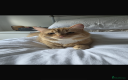 Mixed Breed cats for sale: 1 year old ginger cat for rehoming  - Image 5