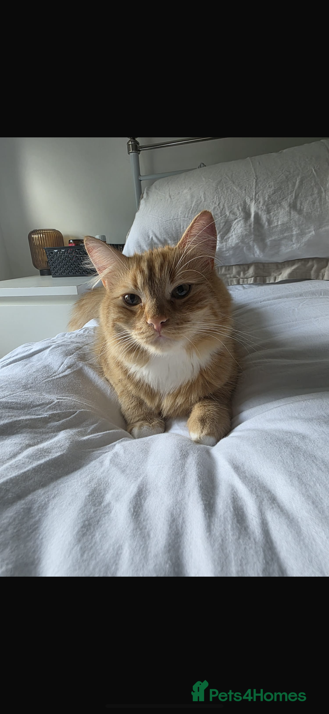 Mixed Breed cats for sale: 1 year old ginger cat for rehoming  - Image 5