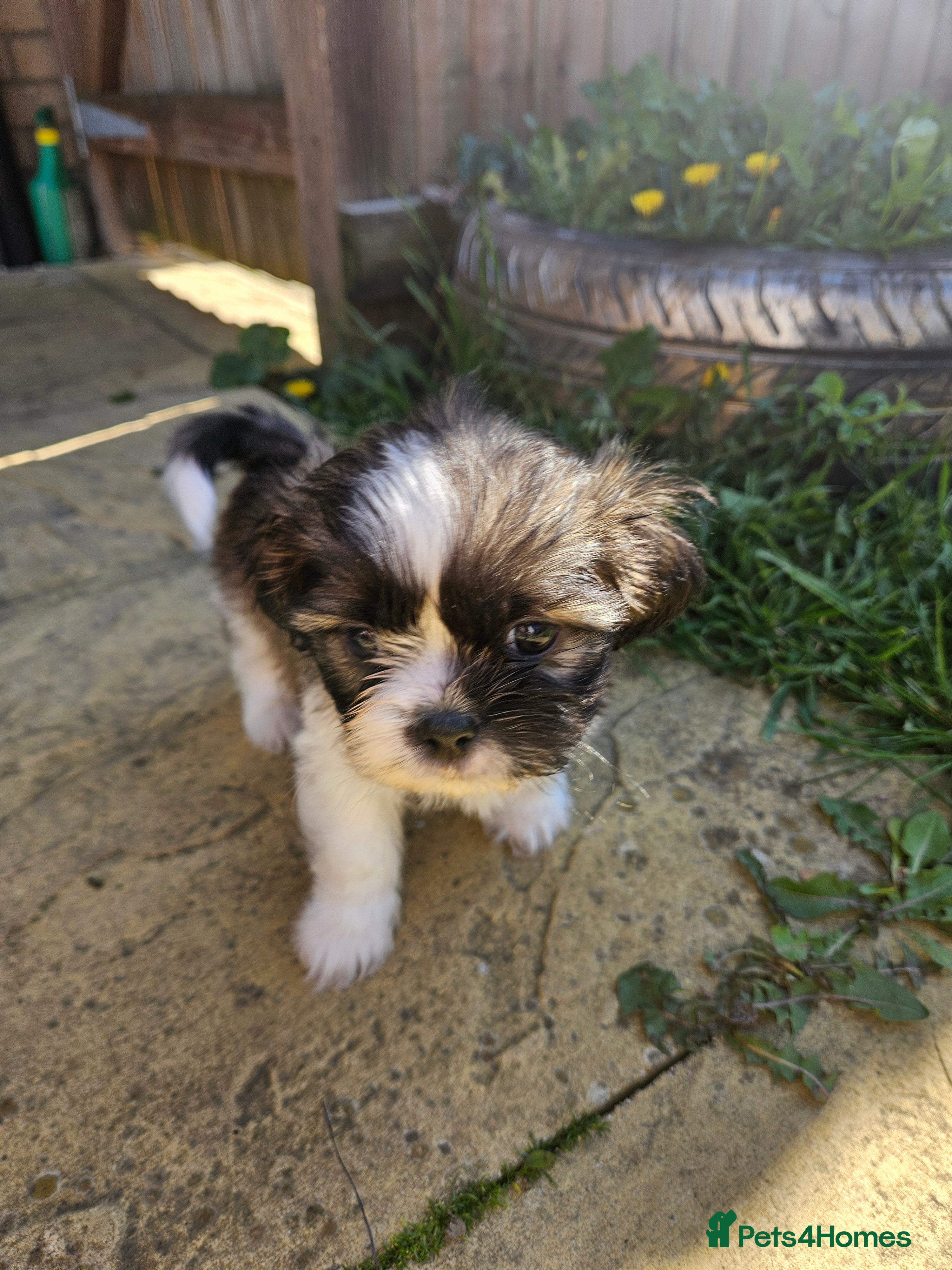 Shih Tzu dogs Shih Tzu puppies for sale - Advert 2