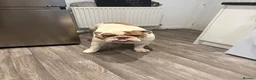 English Bulldog dogs for stud: KC English Bulldog Stud - Advert 8