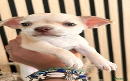 Chihuahua dogs for stud: Reggie the chocolate chi for stud in Ipswich - Image 26