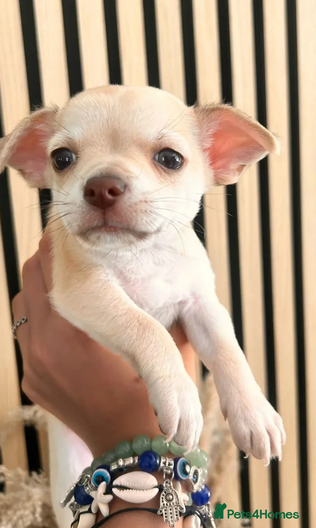 Chihuahua dogs for stud: Reggie the chocolate chi for stud in Ipswich - Advert 26