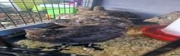 Quail poultry for sale: 🐣 Coturnix & Jumbo Coturnix Quail Hatching Eggs  in Accrington - Advert 5