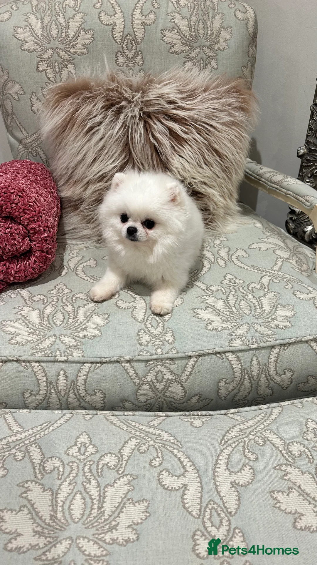 Pomeranian dogs for stud:  🏆 Asian White🏆 Pom TINY - Advert 6