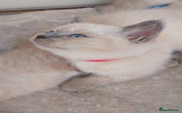 Ragdoll cats for sale: 4 stunning ragdoll kittens left - Image 21