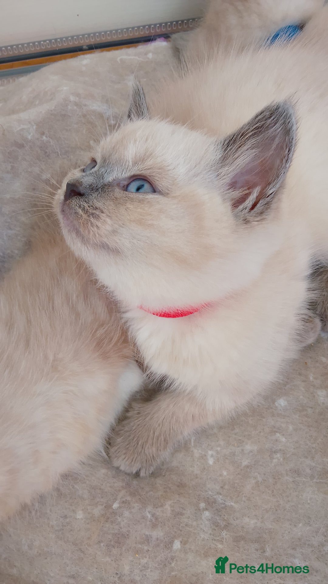 Ragdoll cats for sale: 4 stunning ragdoll kittens left - Image 21