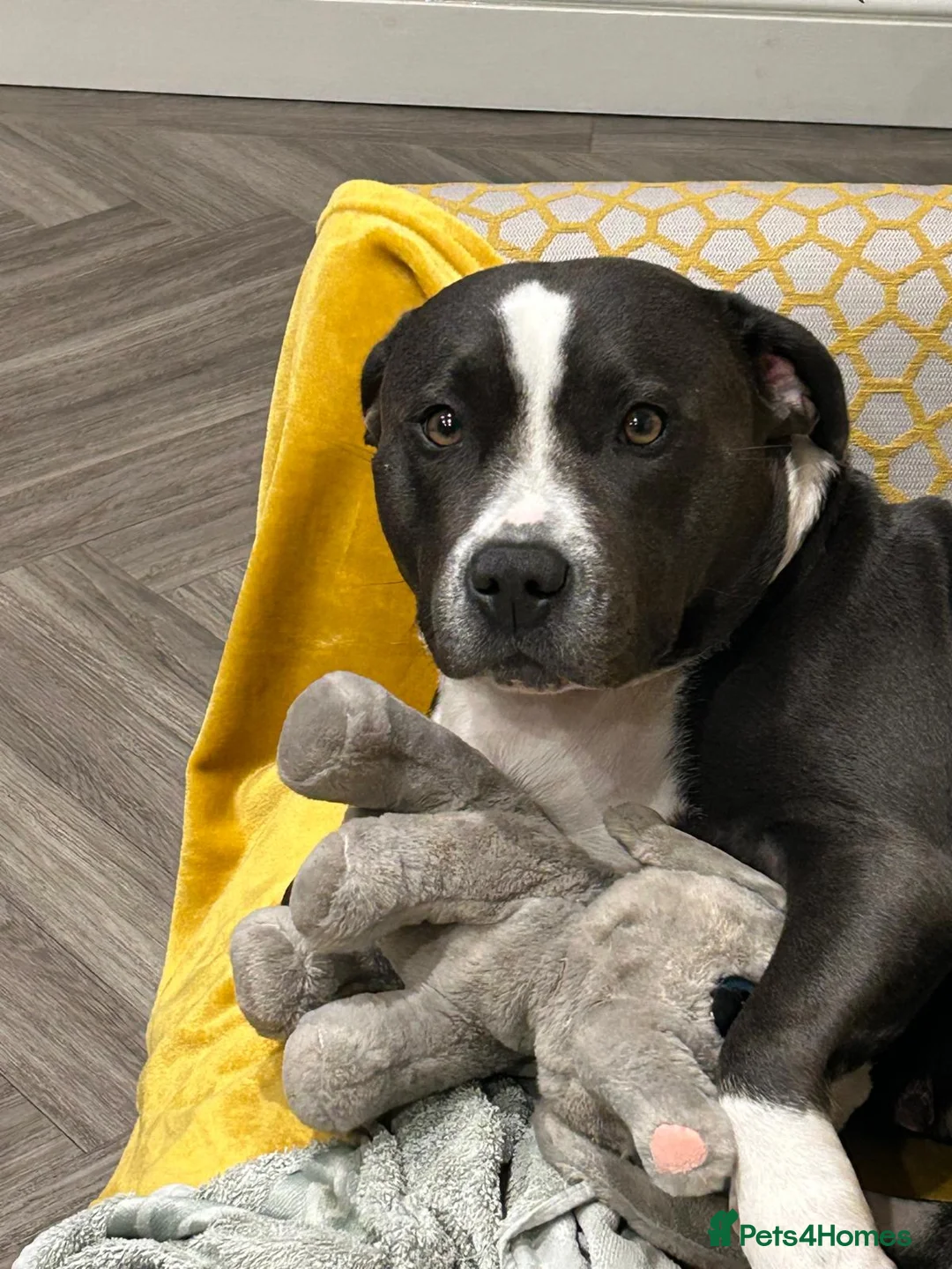 Staffordshire Bull Terrier dogs for sale: Little snowy princess  - Advert 7