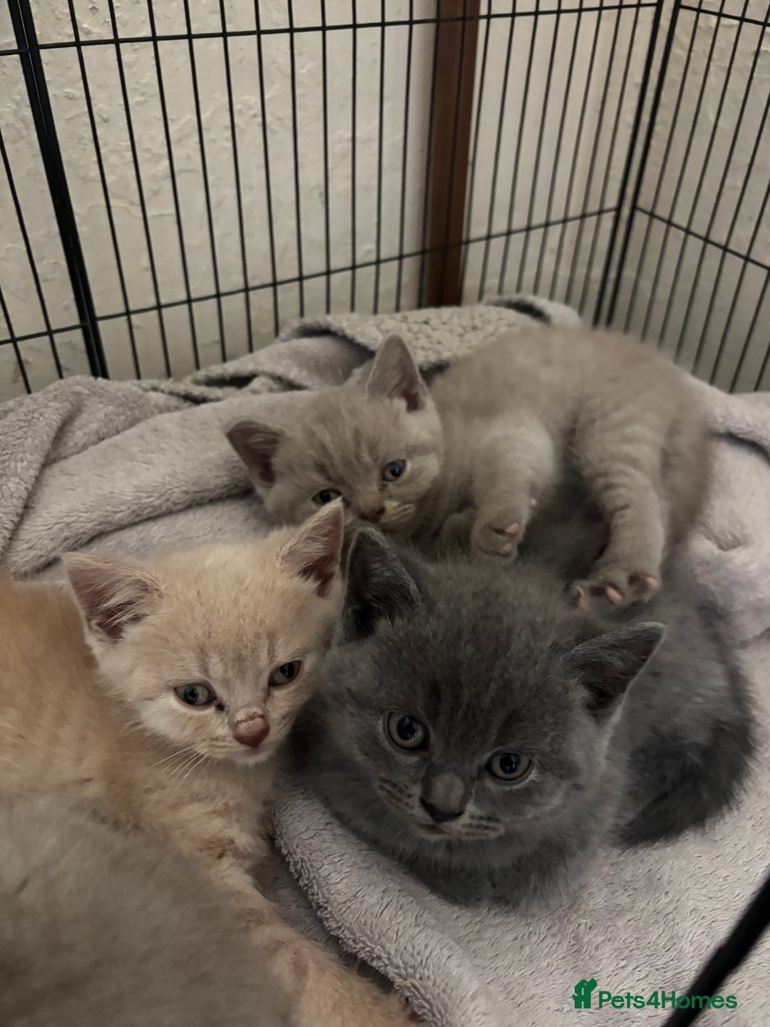 British Shorthair cats for sale: Rainbow litter 🤩🤩💕💕🌈🌈 - Image 12