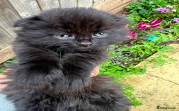 Scottish Fold cats for sale:  A little kittens scotchfold  - Image 2