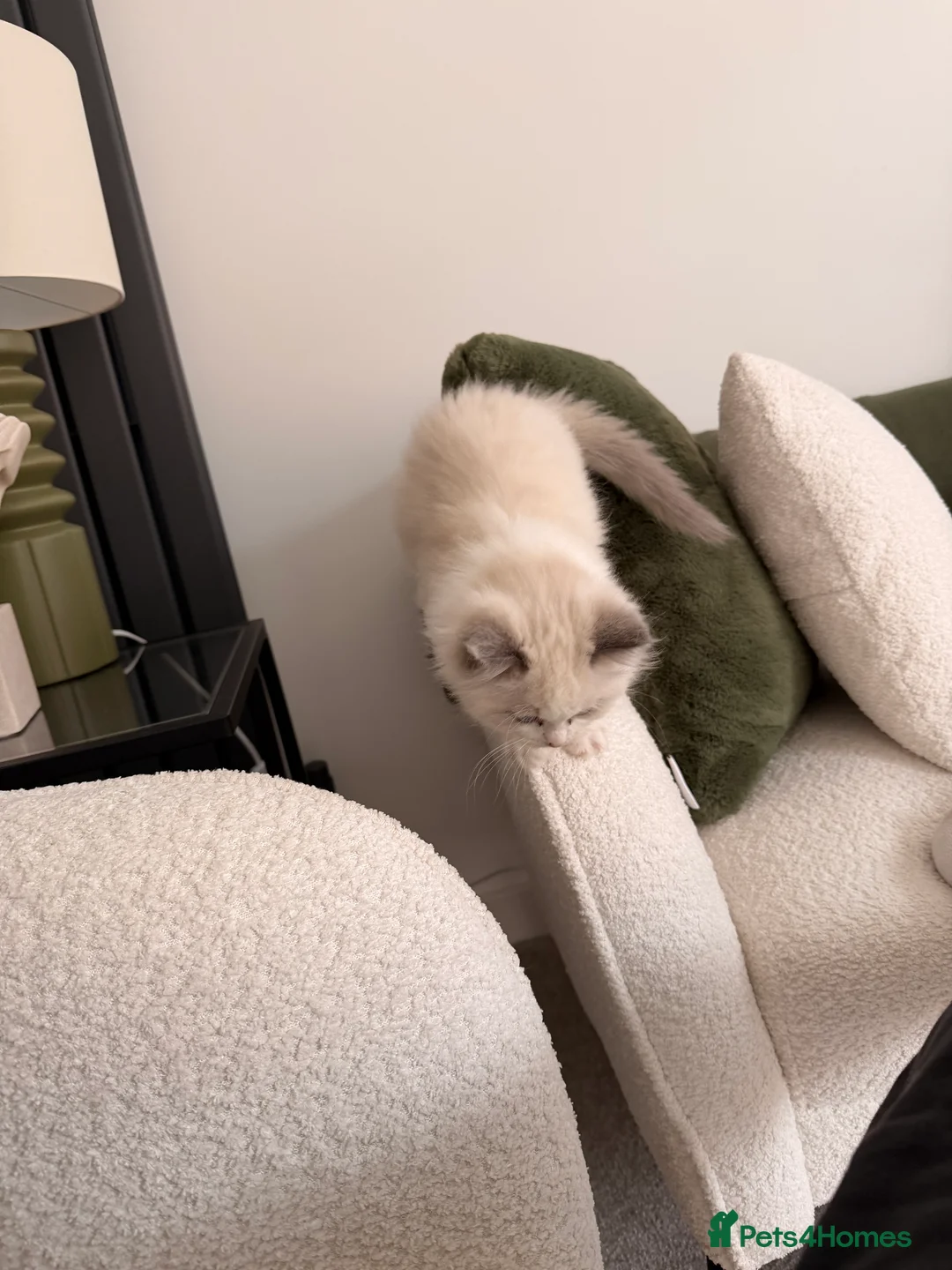 Ragdoll cats for sale: Adorable Blue & White European BiColour - Advert 5