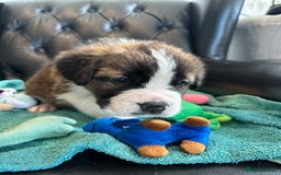 Saint Bernard dogs for sale: KC Registered St. Bernards For Sale! - Image 26