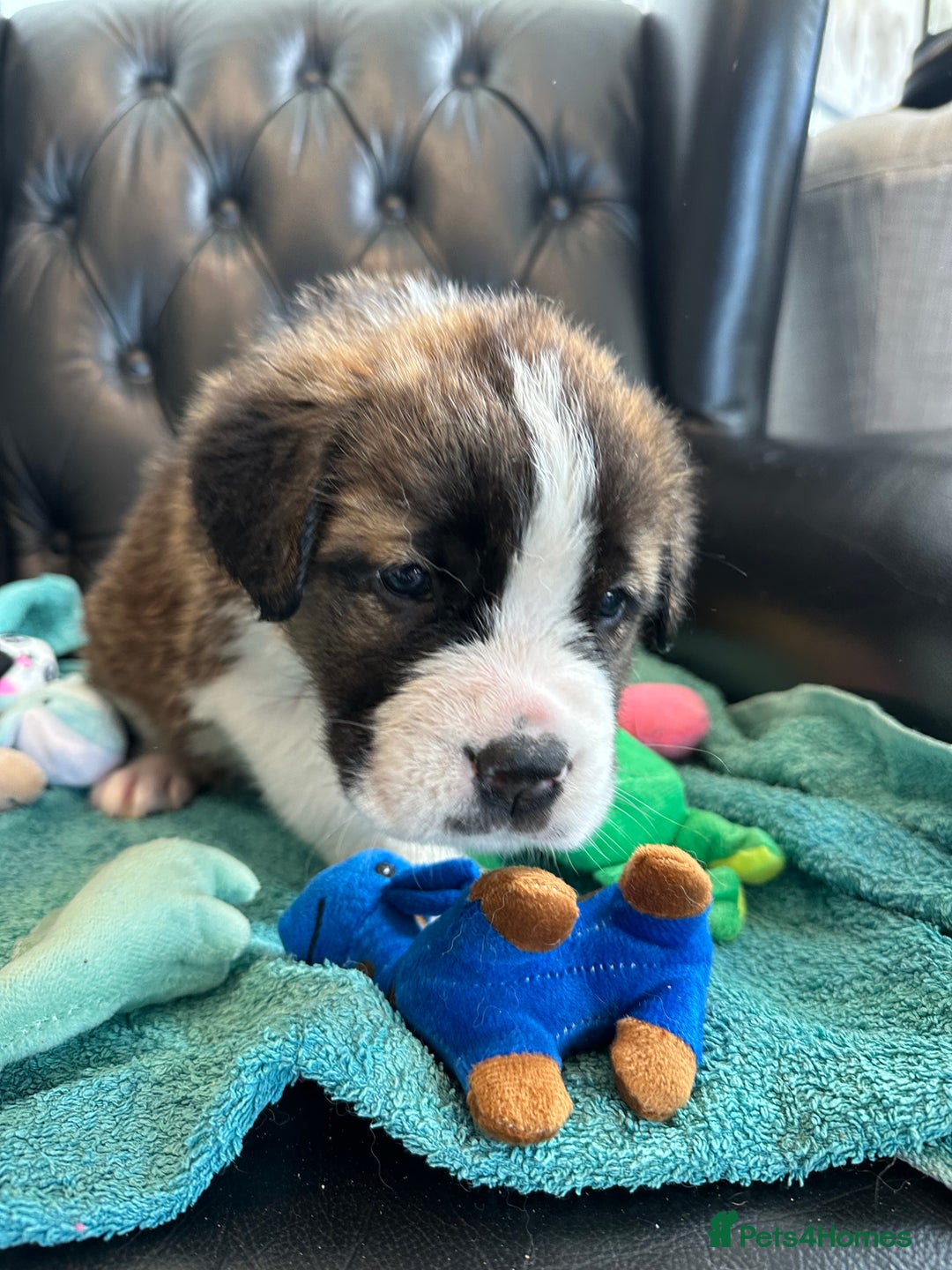Saint Bernard dogs for sale: KC Registered St. Bernards For Sale! - Image 26