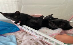 Domestic Shorthair cats for sale: 4 beautiful black kittens  - Image 1