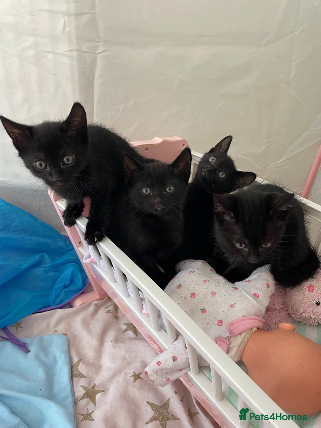 Domestic Shorthair cats for sale: 4 beautiful black kittens  - Image 1