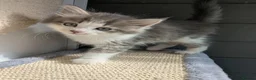 Maine Coon cats for sale: !!READY NOW last Boy!! - Advert 6