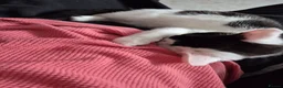 Mixed Breed cats for sale: 3 beautiful cats for rehoming - Advert 4