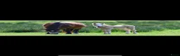 New Forest horses for sale: New Forest foals - Advert 2
