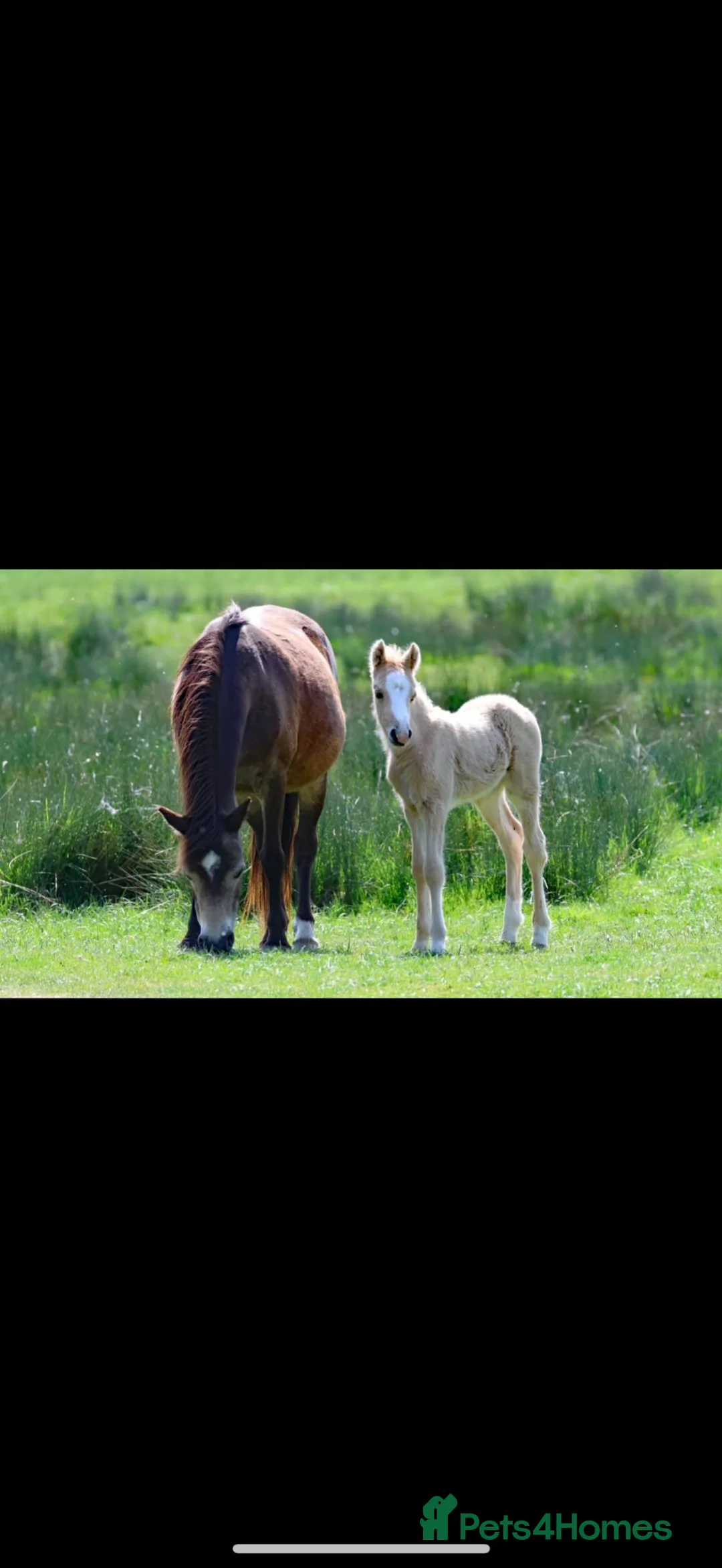 New Forest horses for sale: New Forest foals - Advert 2