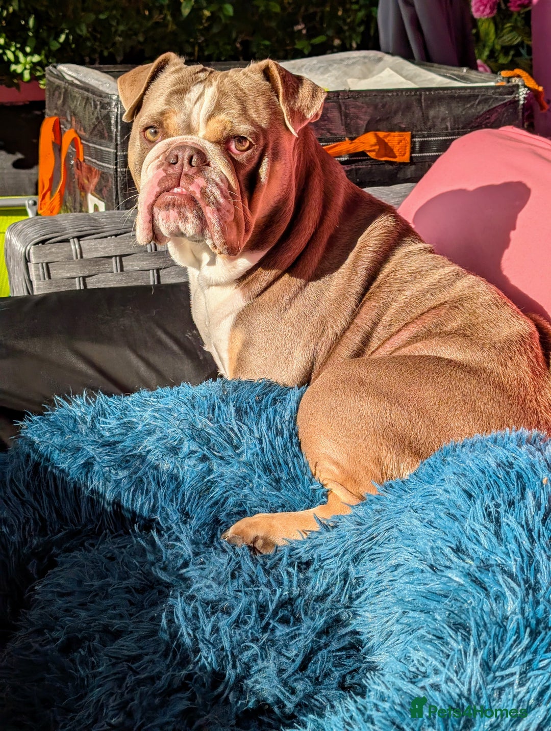 English Bulldog dogs for sale: English bulldog - Image 9