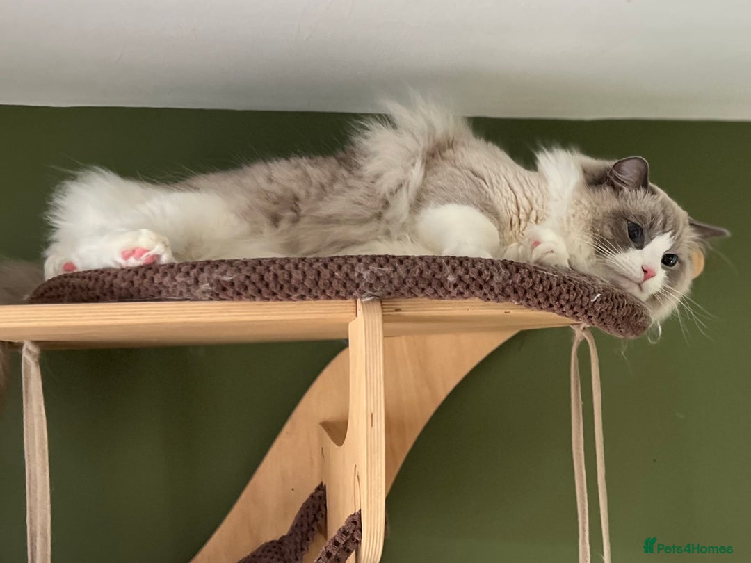 Ragdoll cats for sale: Amazing big ragdoll boy.  - Advert 5