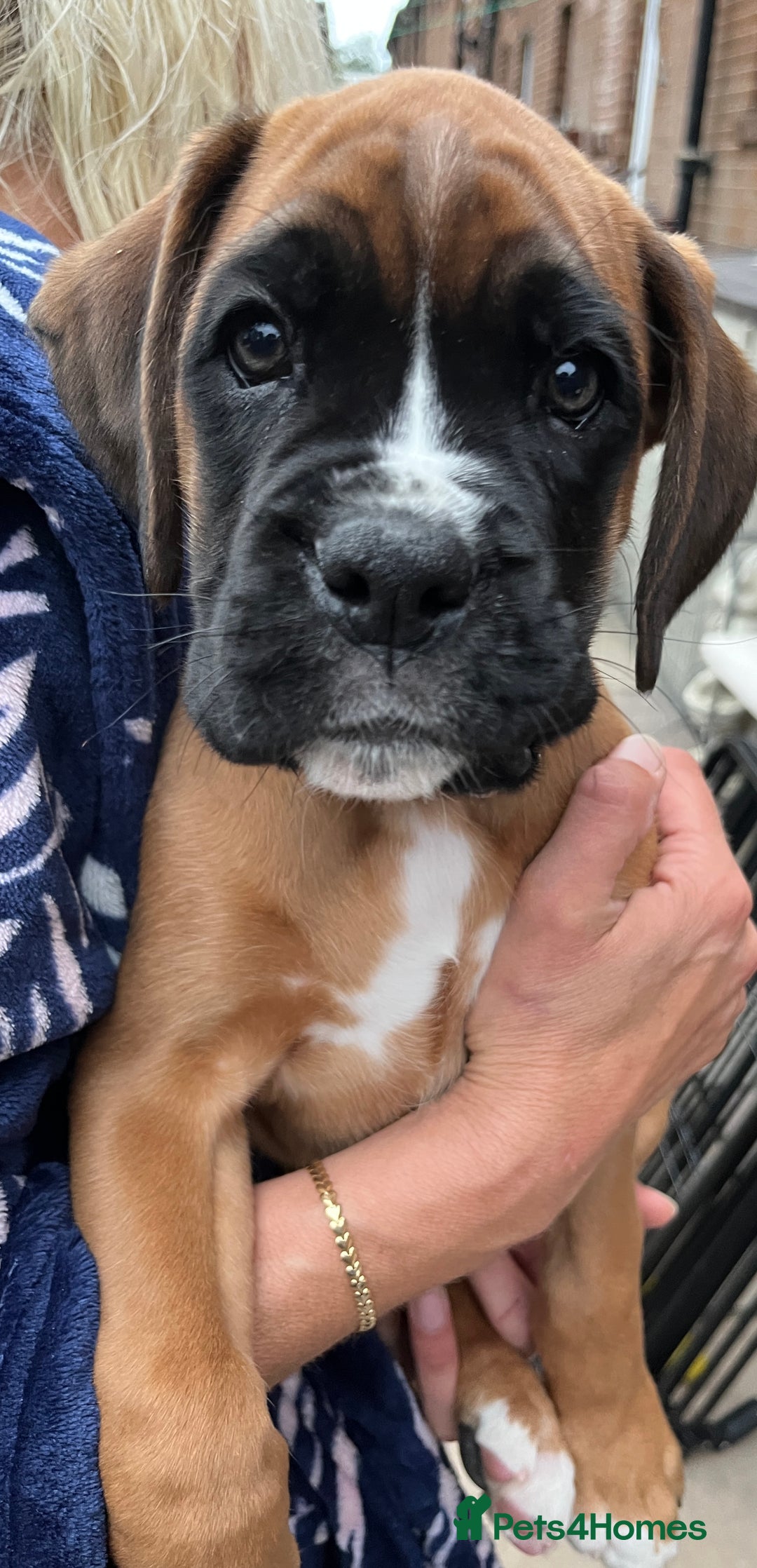 Boxer dogs for sale: READY TO GO - Chunky KC registered Boxer pups - Image 21