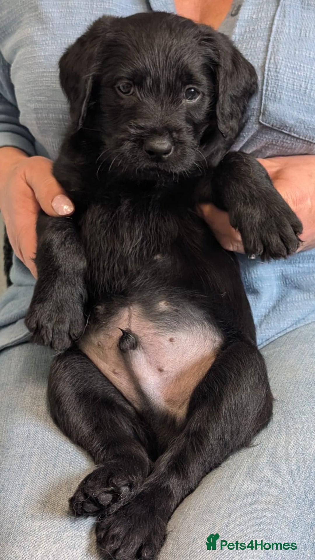 Labradoodle dogs for sale: Adorable Labradoodle puppies - Advert 20