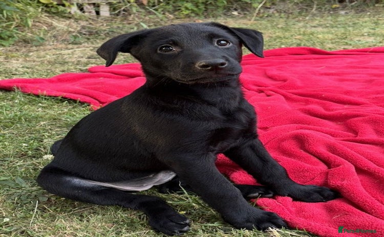 Mixed Breed dogs - Advert 7