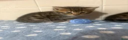 Bengal cats for sale: 🐾Stunning Bengal Kittens ready for Loving Homes🐾 - Advert 16
