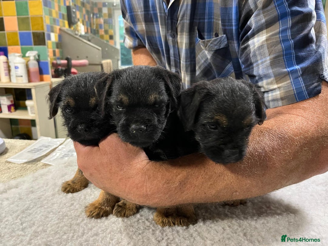 Border Terrier dogs for sale: Beautiful border terrier pups for sale In Kent - Image 12