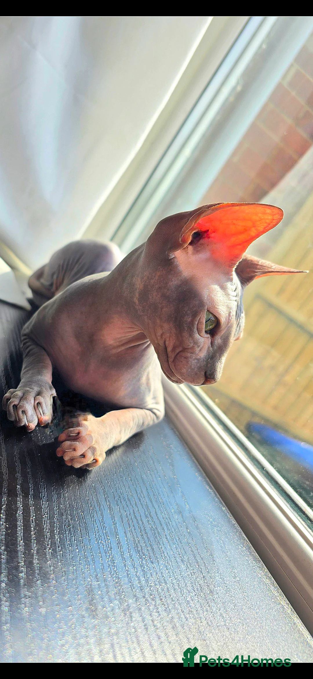Sphynx cats for sale: Beautiful Sphynx 😍  - Advert 2