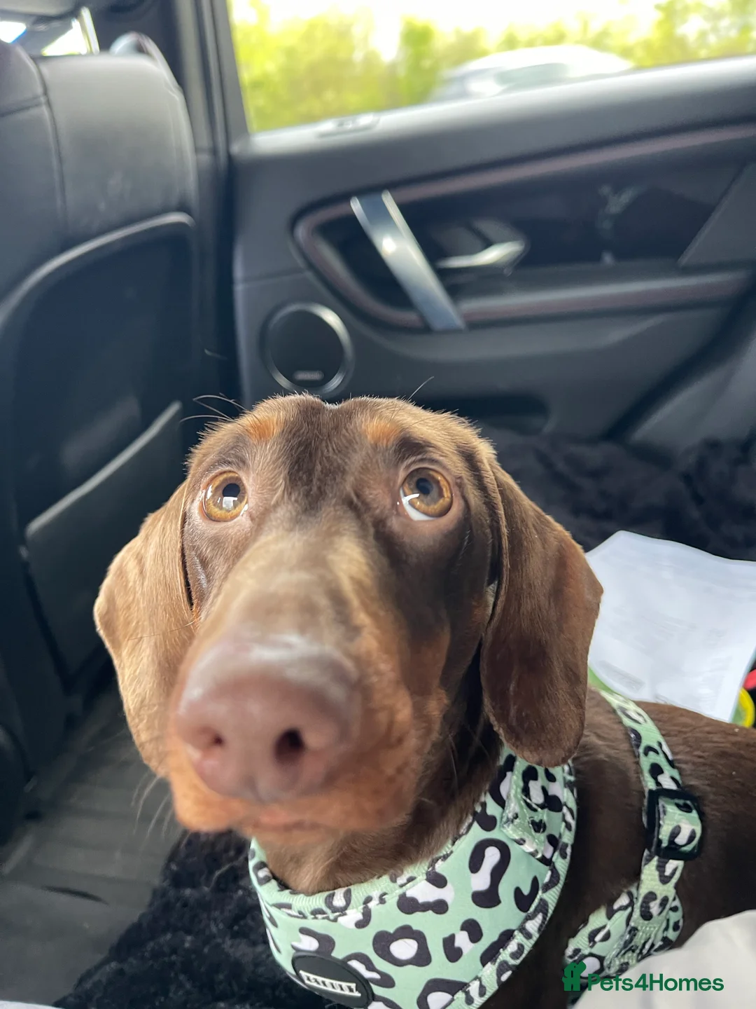 Miniature Dachshund dogs for stud: STUNNING MINIATURE DACHSHUND AVAILABLE AT STUD in Grays - Advert 22