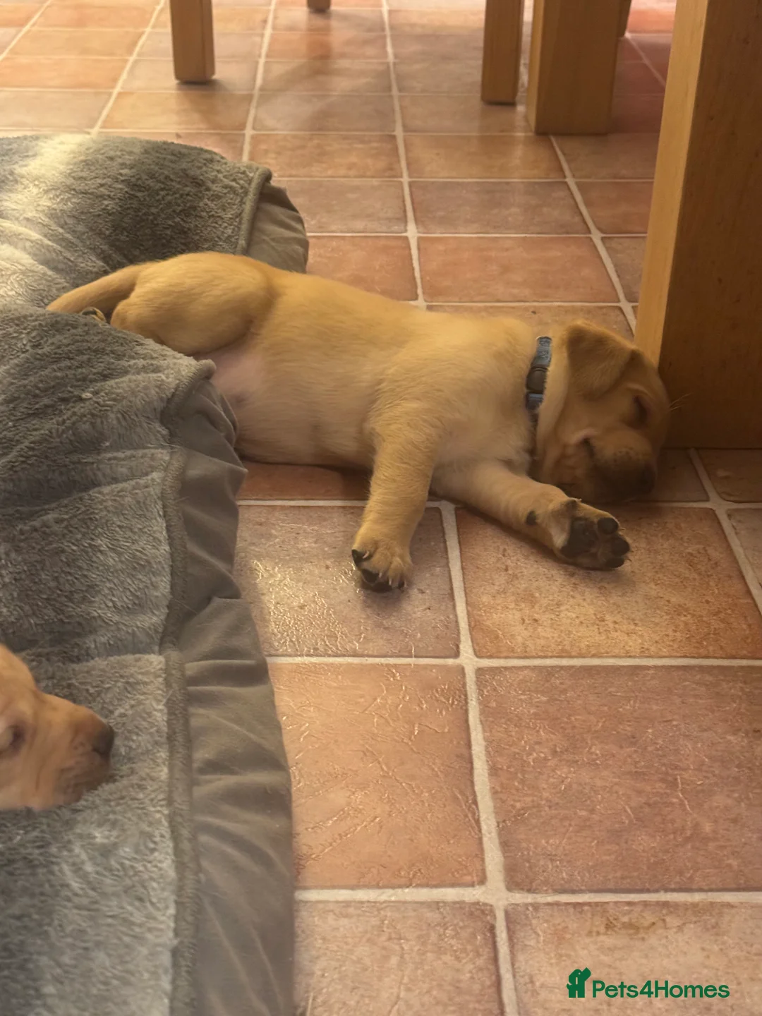 Labrador Retriever dogs for sale: Beautiful fox red male pups - Advert 5