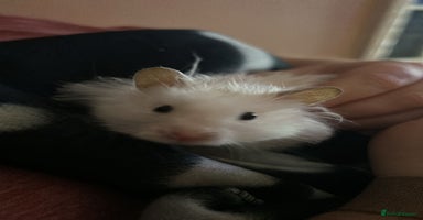 Hamster rodents - Advert 1