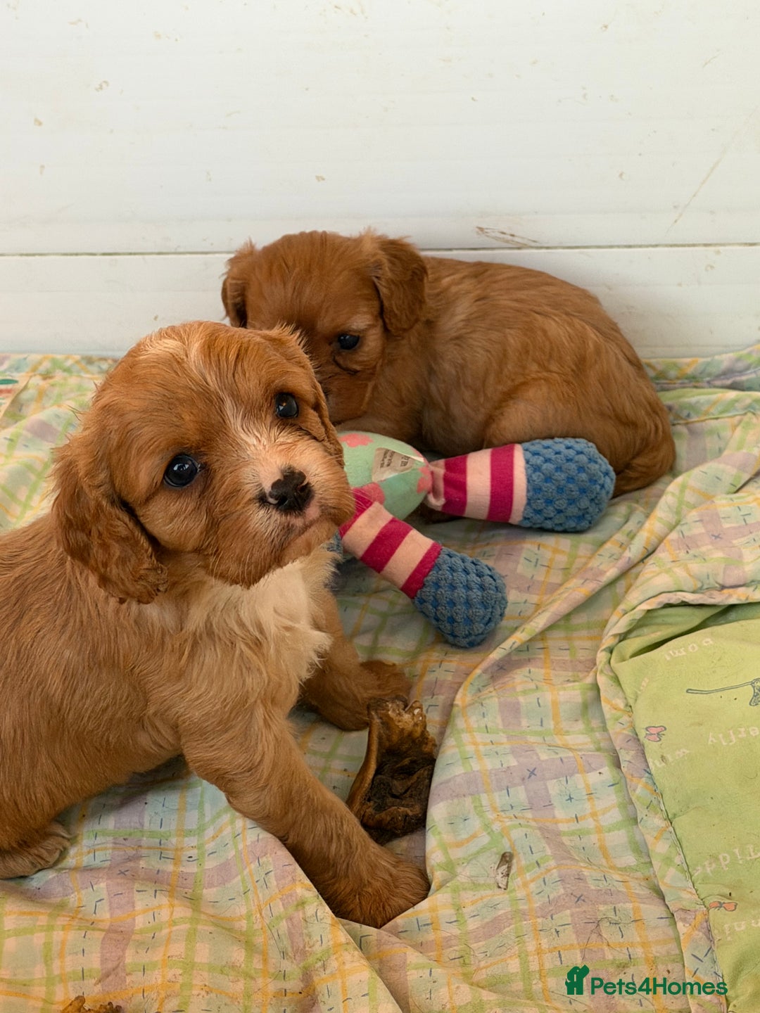 Cavapoo dogs for sale: Stunning cavapoo puppies ready 9th January  - Advert 22