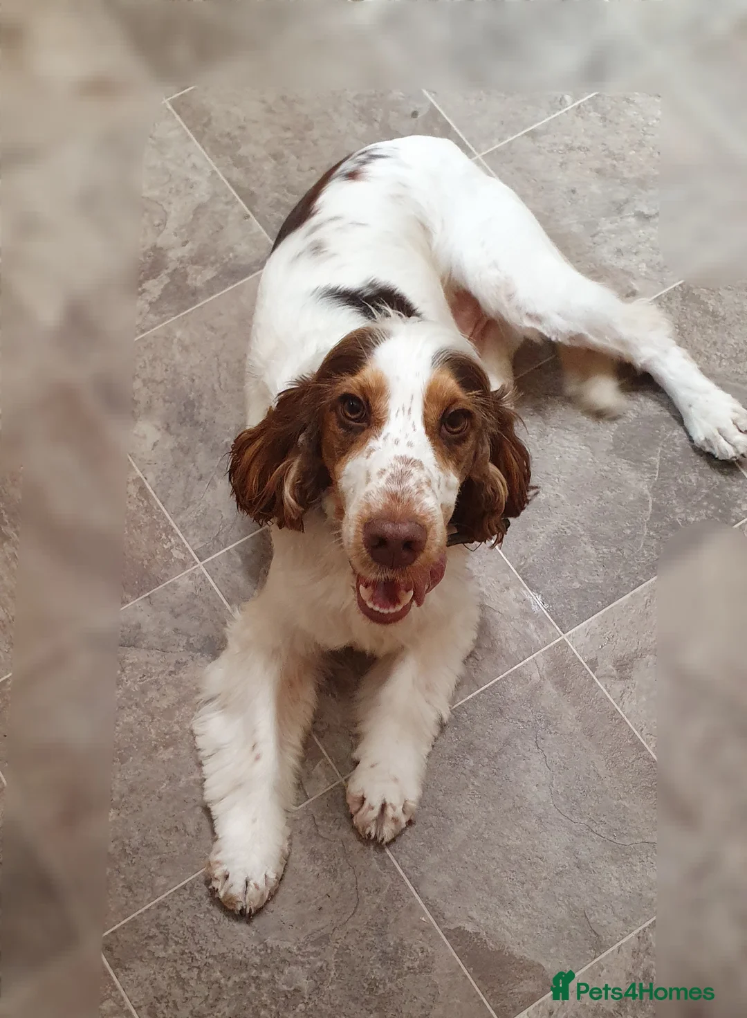 Cocker Spaniel dogs for stud: Show cocker Chocolate Roan stud - Advert 4