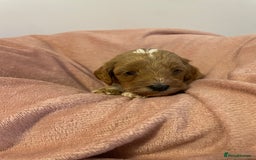 Cavapoo dogs for sale: Beautiful Ruby Cavapoos  - Advert 6