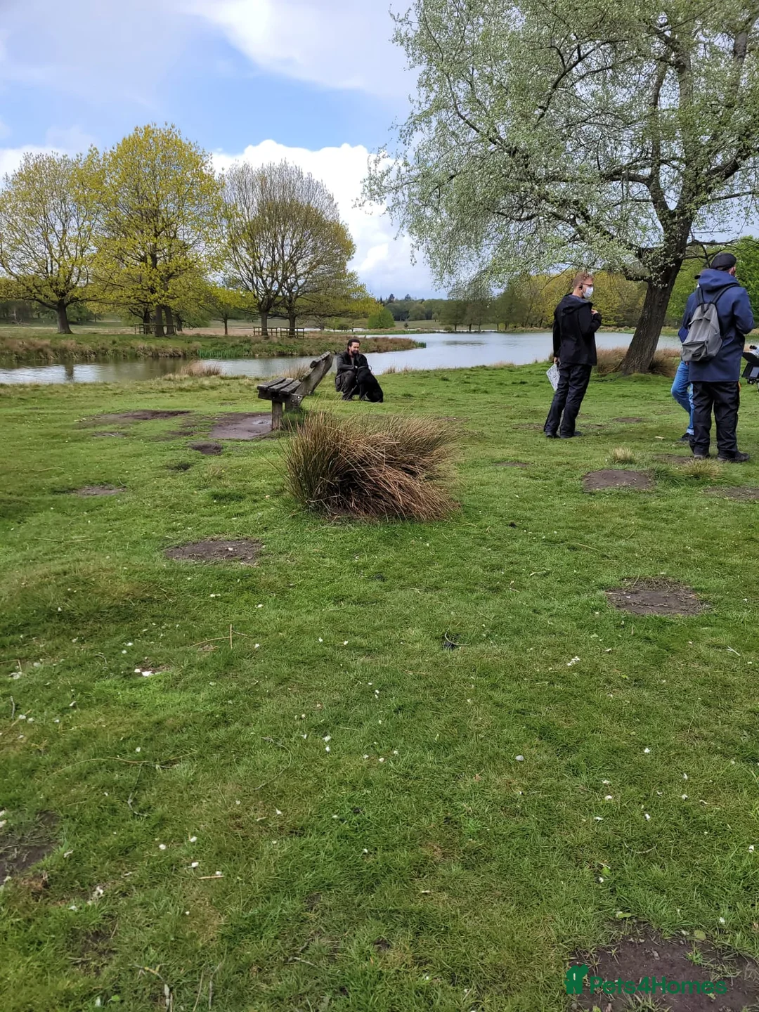 Labrador Retriever dogs for stud: Black Labrador for stud - North West - Proven stud in Saint Helens - Advert 18